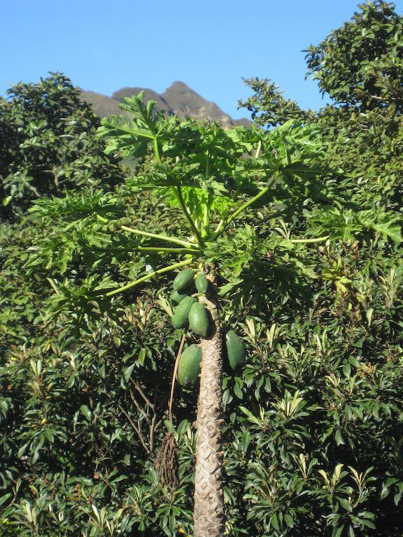 Casa Madre Tierra Hotel LàngLàngVilcabamba Ngoại thất bức ảnh